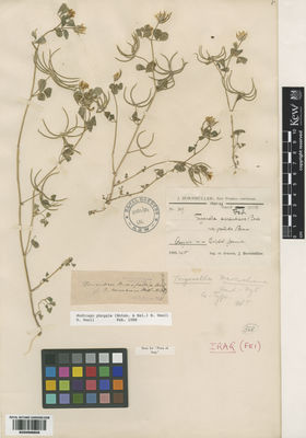 Kew Gardens K000998806:  Bornmuller, J.F.N. [309] Iraq