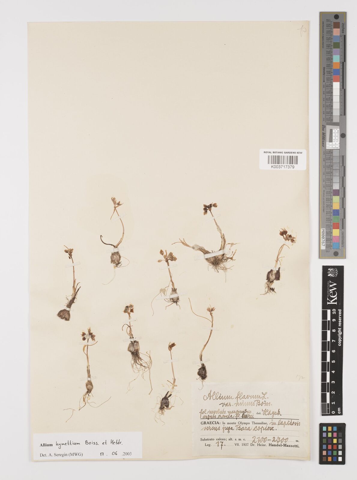 Allium hymettium