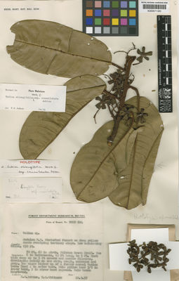 Kew Gardens K000671320:  Ashton, P.S.; Whitmore, T.C. [BRUN 614] Brunei