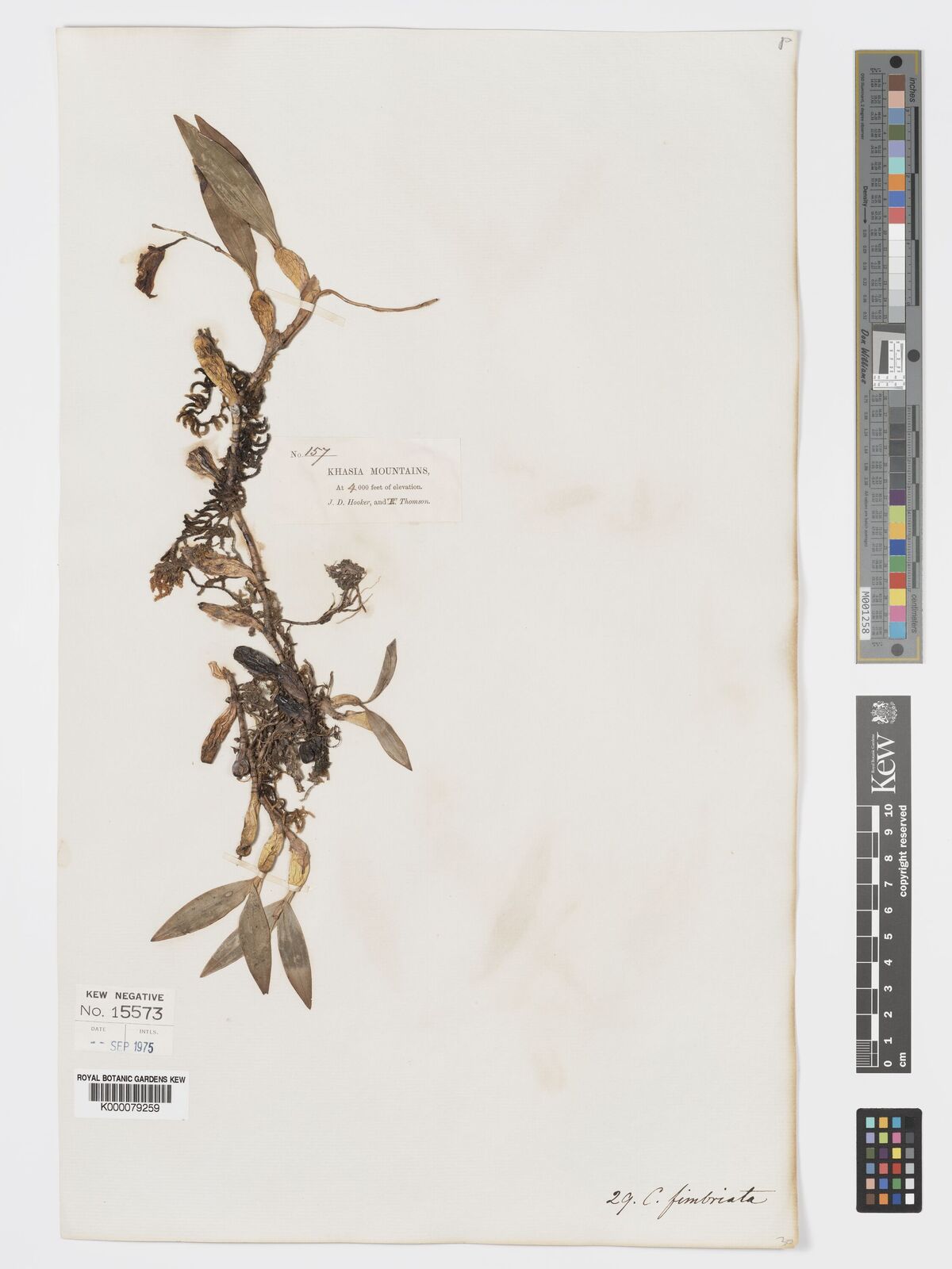 Kew Gardens K000079259:  Hooker, J.D.; Thomson, T. [157] India