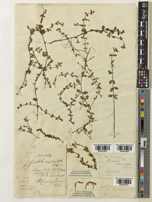 Kew Gardens K000979501:  s.coll. [s.n.] New Zealand