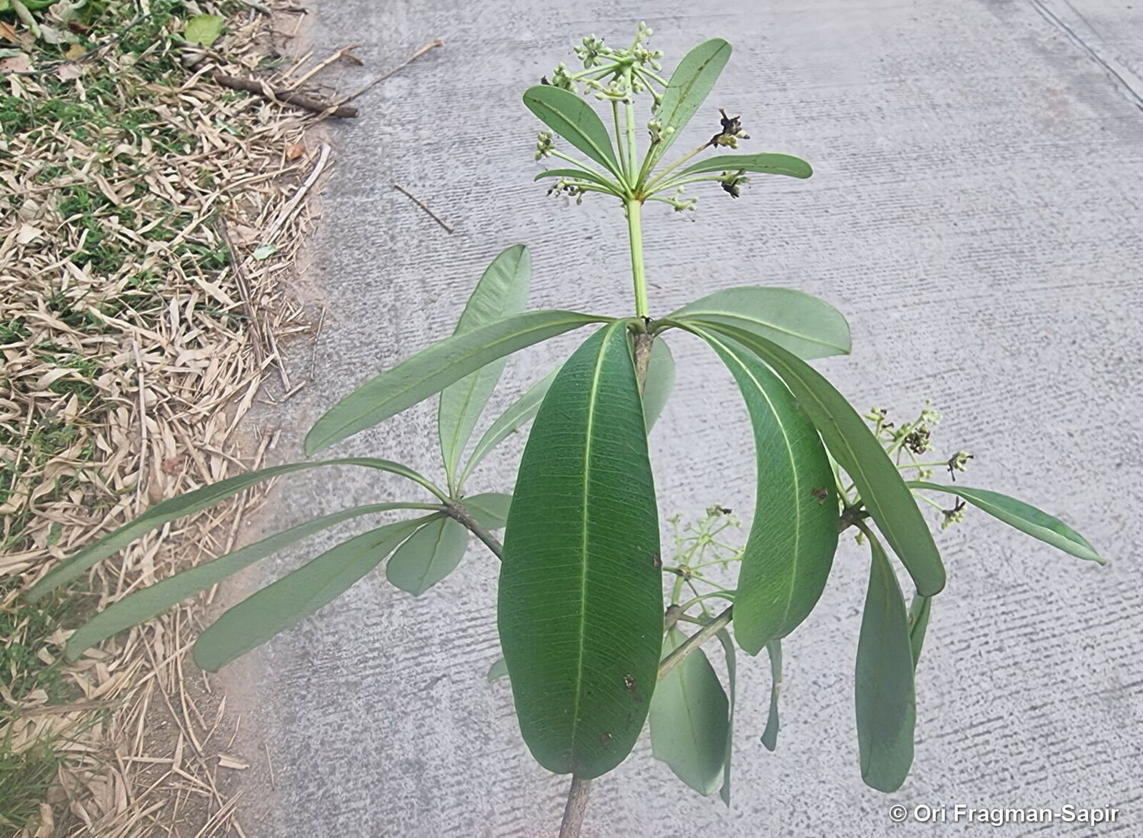 Alstonia Scholaris (L.) R.Br. | Plants Of The World Online | Kew Science