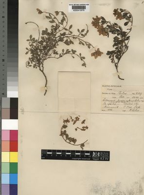 Kew Gardens K000413576:  Bolus, H. [8139] South Africa