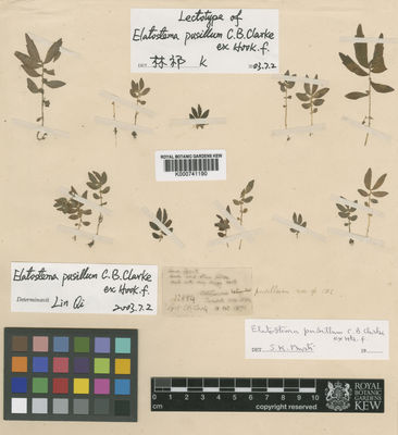 Kew Gardens K000741190:  Clarke, C.B. [12884] India