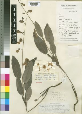 Kew Gardens K000418228:  Jefford, T.G.; Newbould, J. [2826] Tanzania