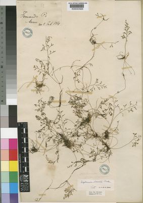 Kew Gardens K000423926:  Mann, G. [s.n.] Equatorial Guinea