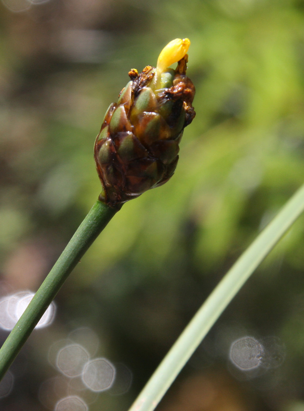 © copyright of the Board of Trustees of the Royal Botanic Gardens, Kew.