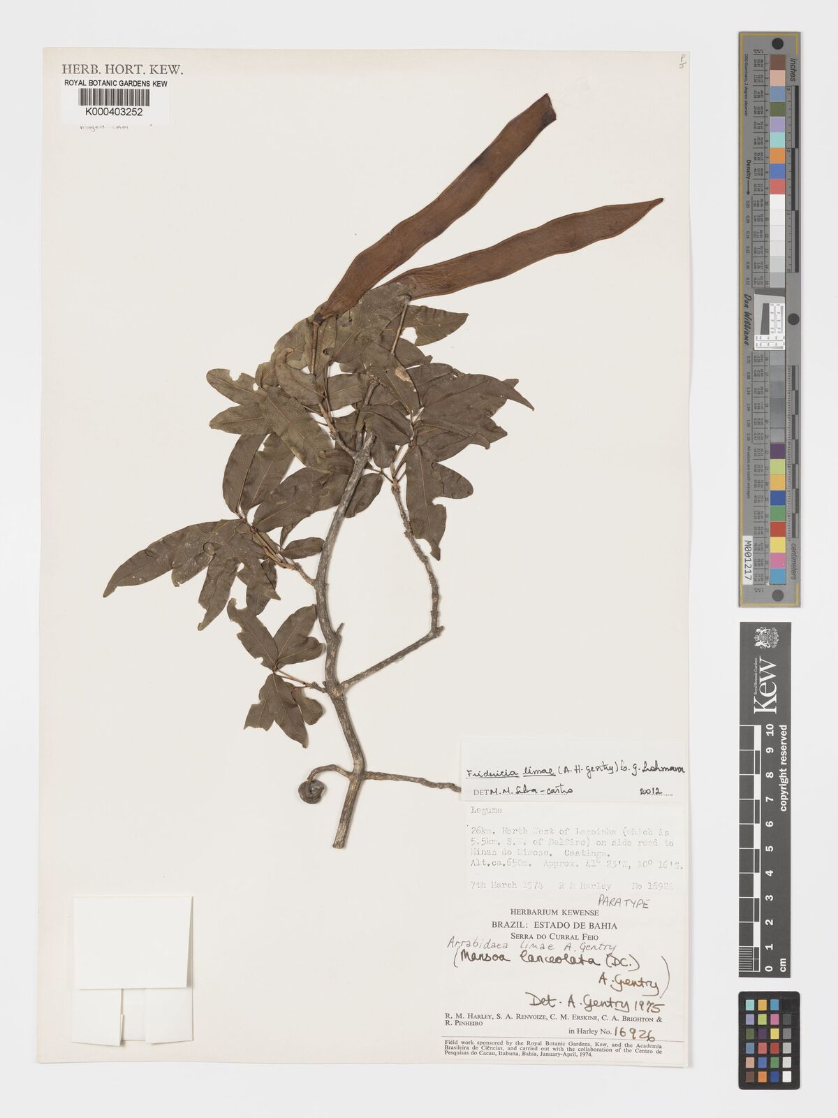 Kew Gardens K000403252:  Harley, R.M., et al. [16926] Brazil