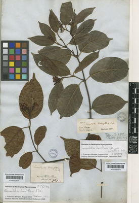 Kew Gardens K000582675:  s.coll. [967] Brazil