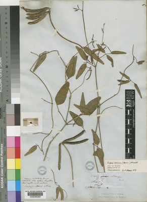 Kew Gardens K000263367:  Vogel [s.n.] Niger