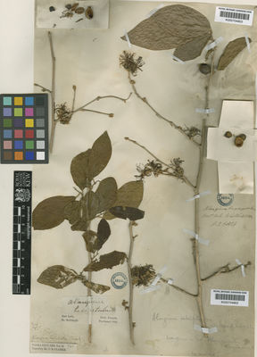 Kew Gardens K000704803:  Roxburgh, R. [884] India