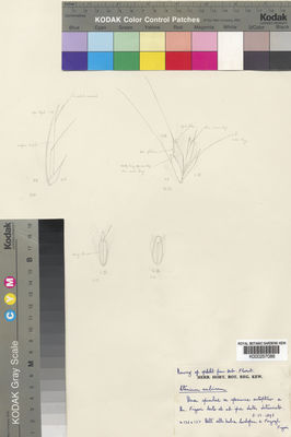 Kew Gardens K000257086:  Figari [s.n.] Sudan