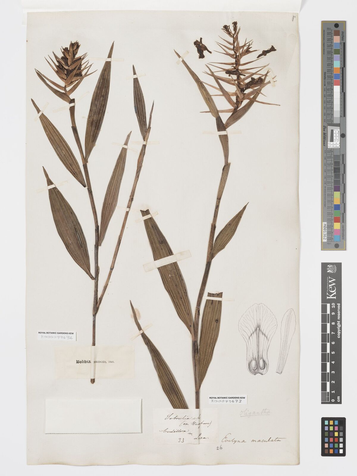 Kew Gardens K000079673:  Bridges [s.n.] Bolivia