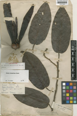 Kew Gardens K000700631:  Beccari, O. [s.n.] Malaysia