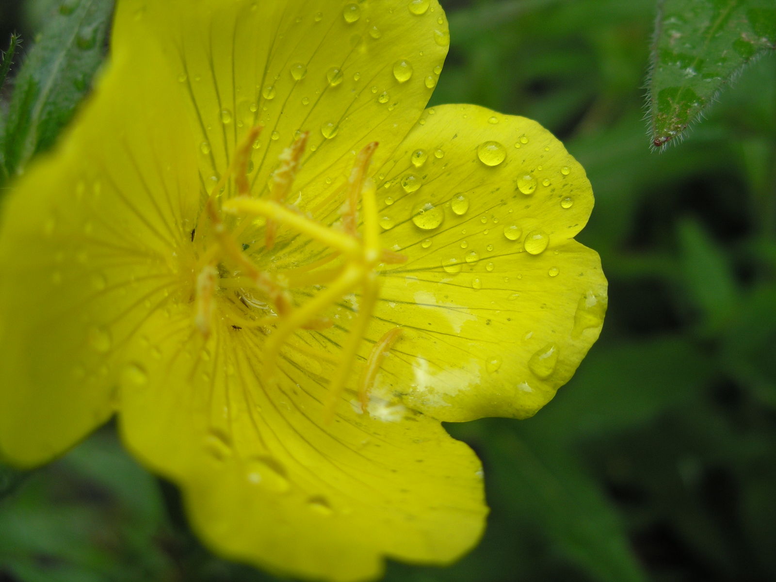 © copyright of the Board of Trustees of the Royal Botanic Gardens, Kew.