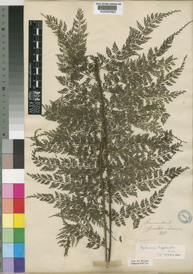 Kew Gardens K000423920:  Mann, G. [s.n.] Equatorial Guinea