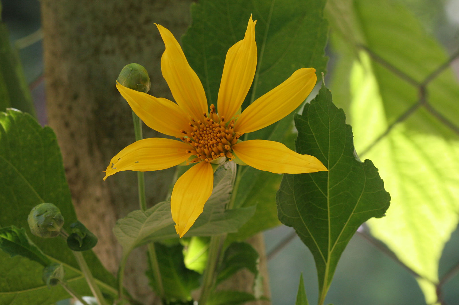 © copyright of the Board of Trustees of the Royal Botanic Gardens, Kew.