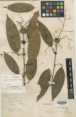 Kew Gardens K000671223:  s.coll. [781] Malaysia