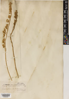 Kew Gardens K000885295:  Regel, A. [s.n.] Uzbekistan