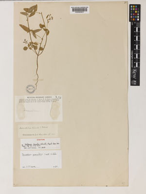 Kew Gardens K000858831:  Parry, C.C; Bigelow, J.M.; Wright, C.; Schott, A. [276] United States