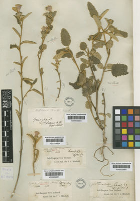 Kew Gardens K000659860:  Mitchell, T.L. [s.n.] Australia