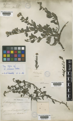 Kew Gardens K000418810:  Webb [s.n.] Spain