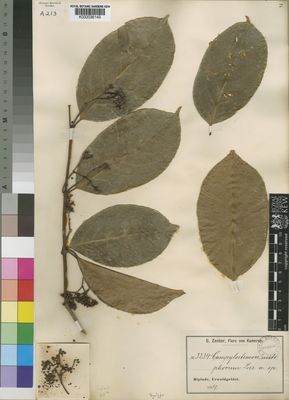 Kew Gardens K000036149:  Zenker, G.A. [3234] Cameroon