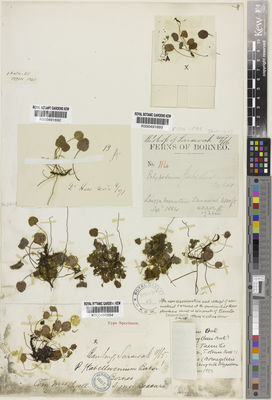 Kew Gardens K000491694:  Beccari, O. [s.n.] Malaysia