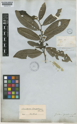 Kew Gardens K000487310:  Goudot [s.n.] Colombia