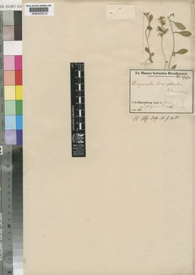 Kew Gardens K000425219:  Ehrenberg, C.G. [s.n.] Sudan