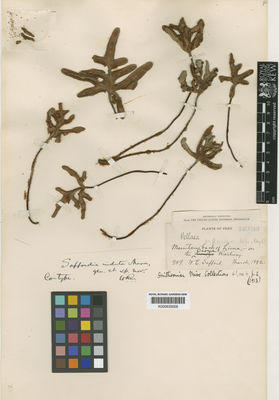 Kew Gardens K000633028:  Safford, W.E. [989] Peru