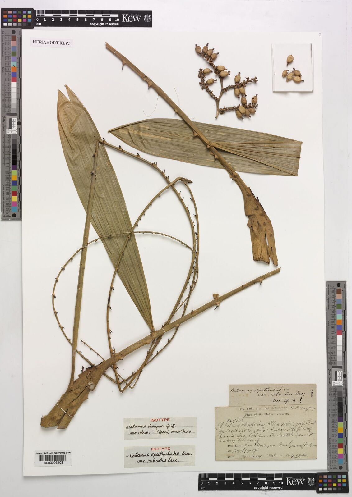 Kew Gardens K000208108:  Kunstler, H. [7136] Malaysia