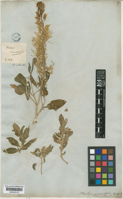 Kew Gardens K000653753:  Nuttall [s.n.] United States