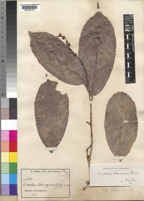 Kew Gardens K000231431:  Zenker, G.A. [3052] Cameroon