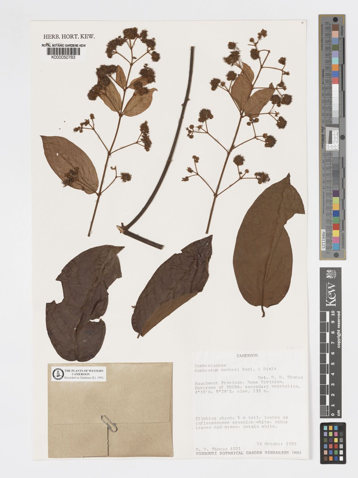 Combretum zenkeri
