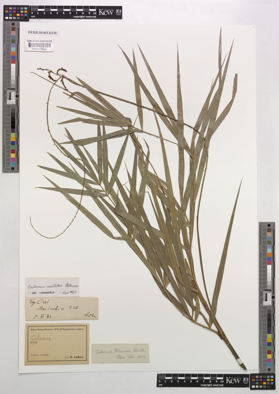 Calamus usitatus Blanco | Plants of the World Online | Kew Science