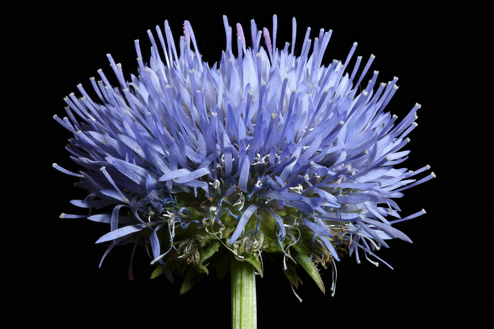 Jasione montana subsp. montana | Plants of the World Online | Kew Science