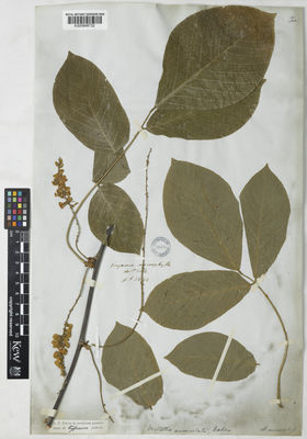 Kew Gardens K000848732:  s.coll. [5892]