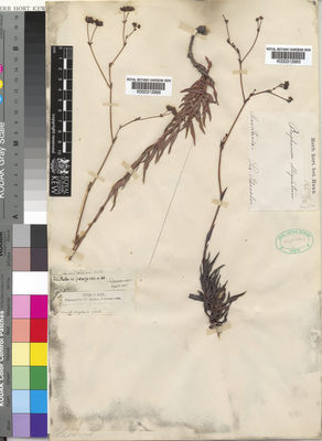 Kew Gardens K000312965:  Schonsboe [s.n.] Mauritania