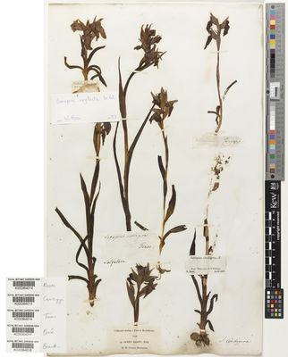 Kew Gardens K000364016:  Tineo, V. [s.n.] Italy