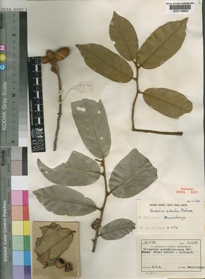 Kew Gardens K000198820:  Holmes, W.D. [H. 1176] Zambia