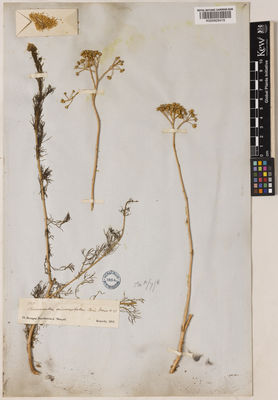 Kew Gardens K000929419:  Kotschy, T. [357]