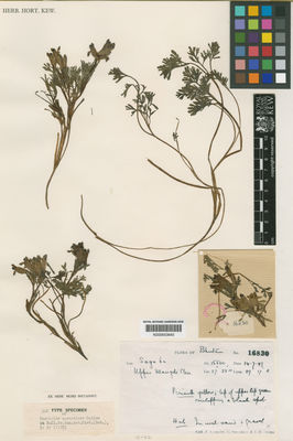 Kew Gardens K000653640:  Ludlow, F.; Sherriff, G.; Hicks. J.H. [16830] Bhutan