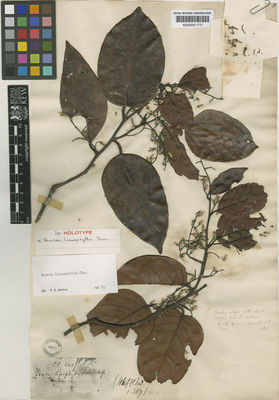 Kew Gardens K000587370:  s.coll. [s.n.] Sri Lanka