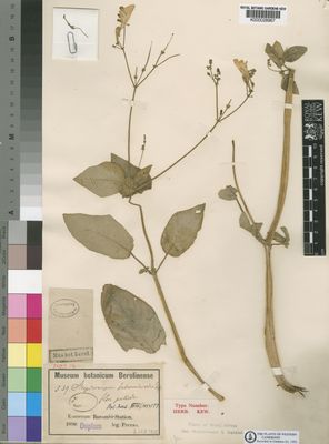 Kew Gardens K000028967:  Preuss, P.R. [539] Cameroon