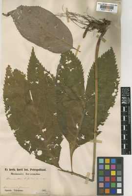 Kew Gardens K000396874:  Maximowicz [s.n.] Japan