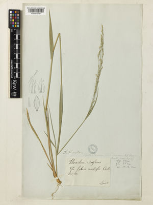 Kew Gardens K000912791:  Szovits [s.n.]