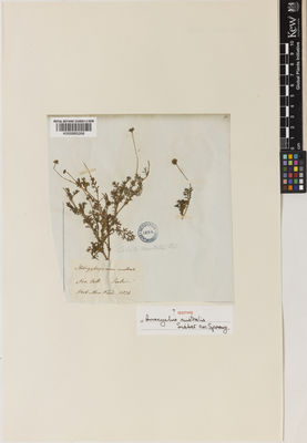 Kew Gardens K000885268:  Seiber, F.W. [s.n.] Australia