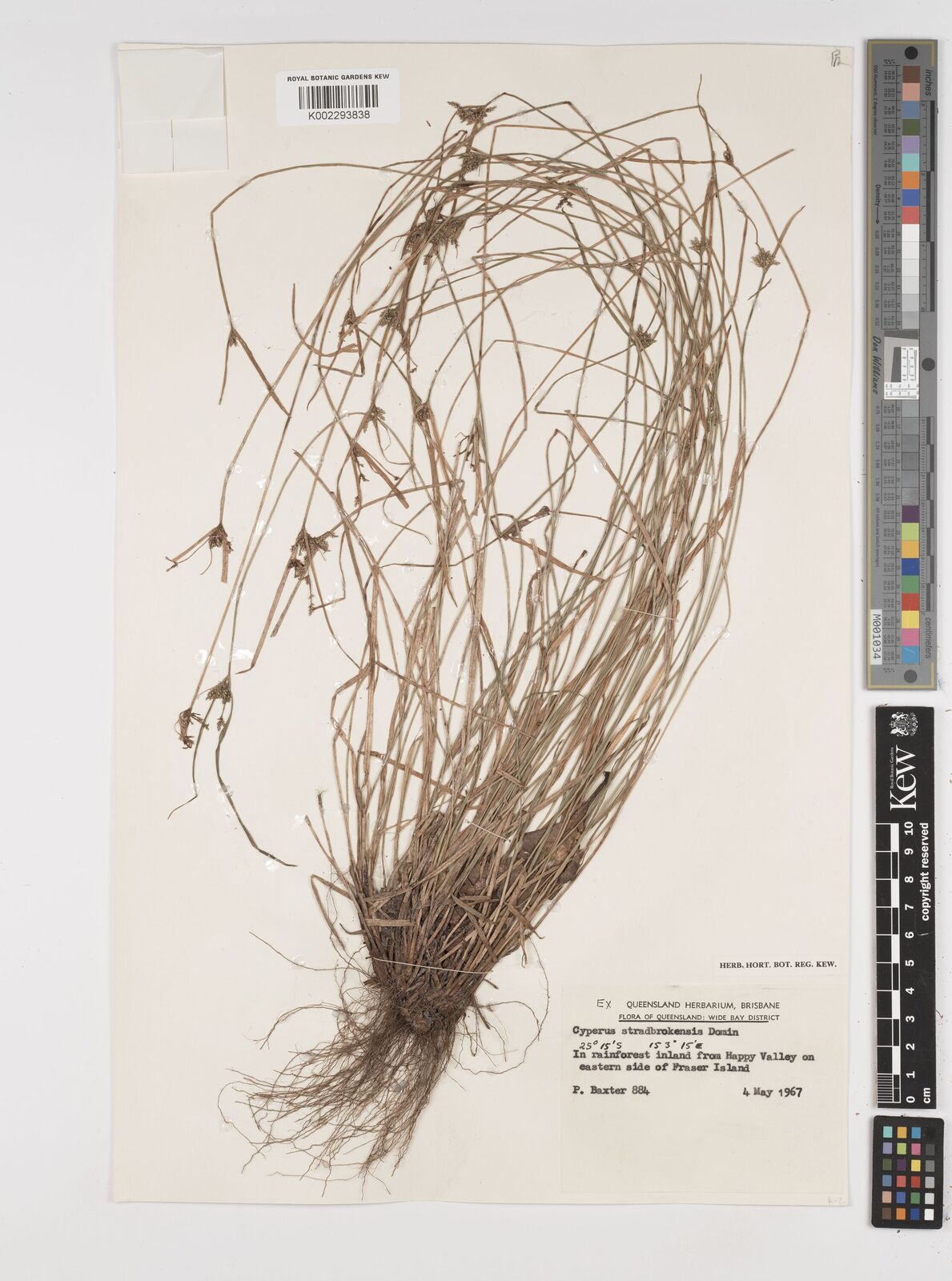 Cyperus stradbrokensis Domin | Plants of the World Online | Kew Science