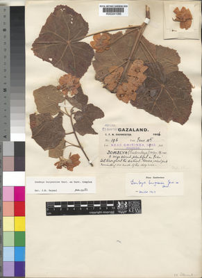 Kew Gardens K000241095:  Swynnerton, C., F. M. [196] Zimbabwe